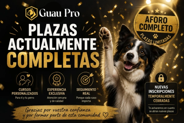 cursos vip personalizados de adiestramiento canino