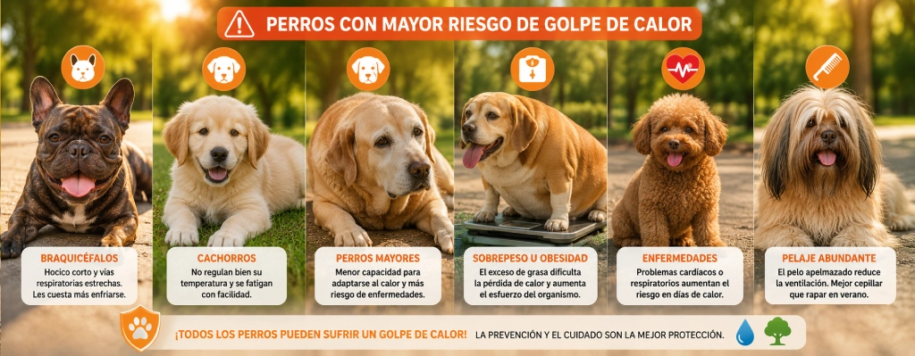 golpe de calor en perros en verano