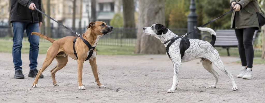 Por qué no dejar que tu perro salude a todos los perros en el paseo